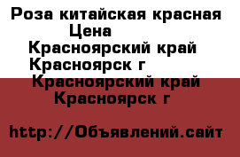 Роза китайская красная › Цена ­ 1 500 - Красноярский край, Красноярск г.  »    . Красноярский край,Красноярск г.